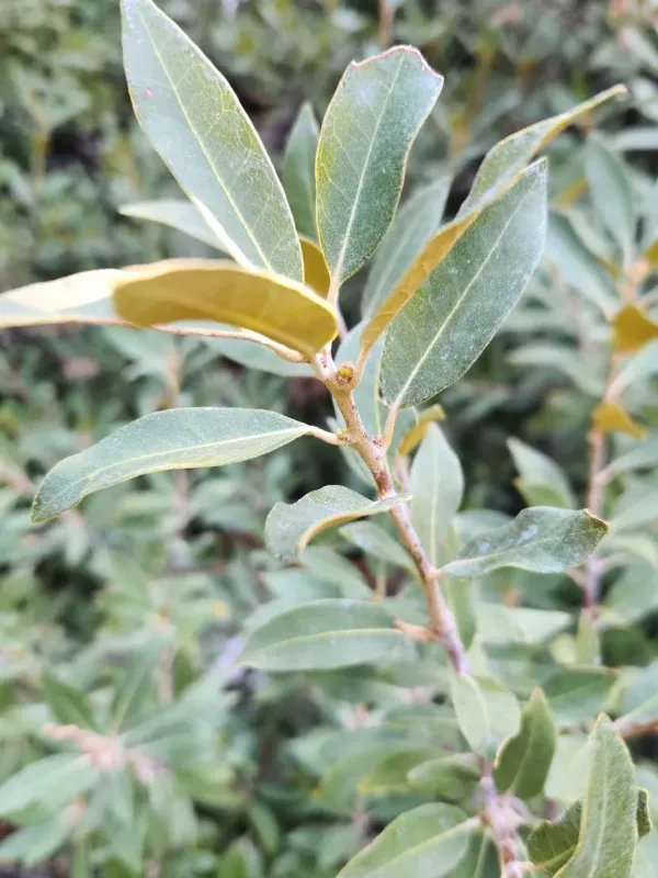 Bush chinquapin