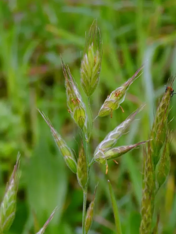 Soft brome
