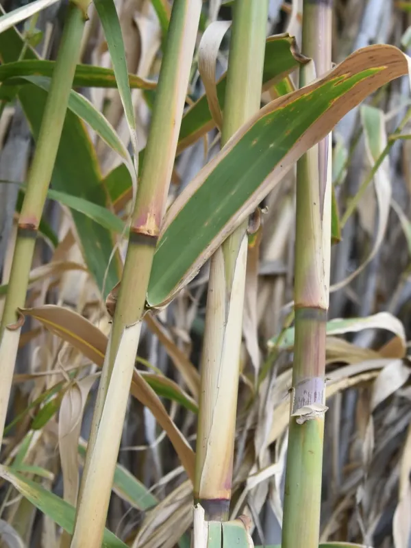 Chilean bamboo