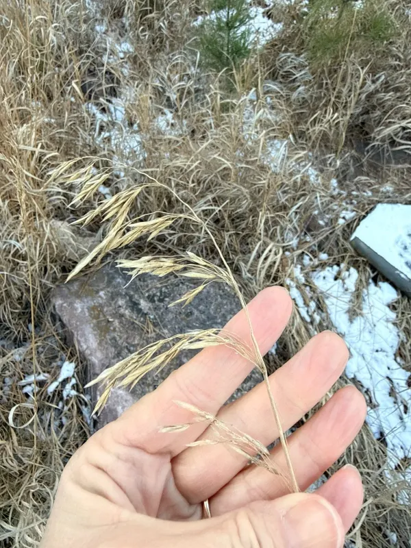 Smooth brome