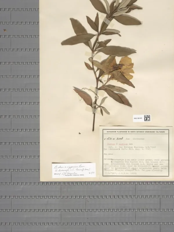 Cistus cyprius