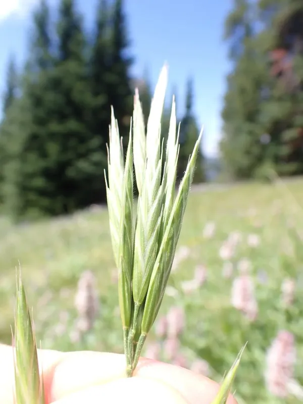 Mountain brome