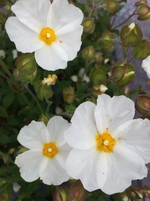 Cistus platysepalus