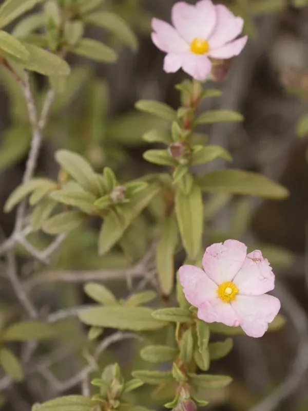 Cistus skanbergii