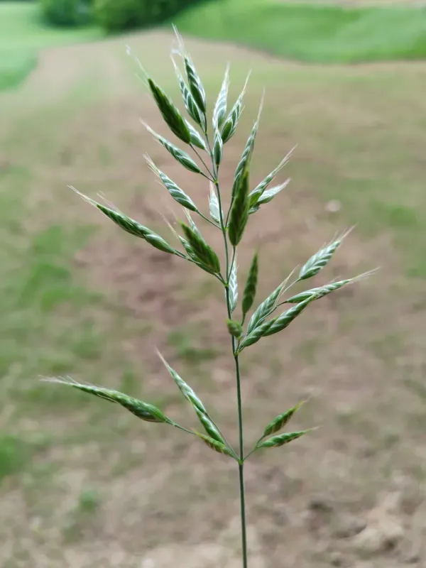 Soft brome