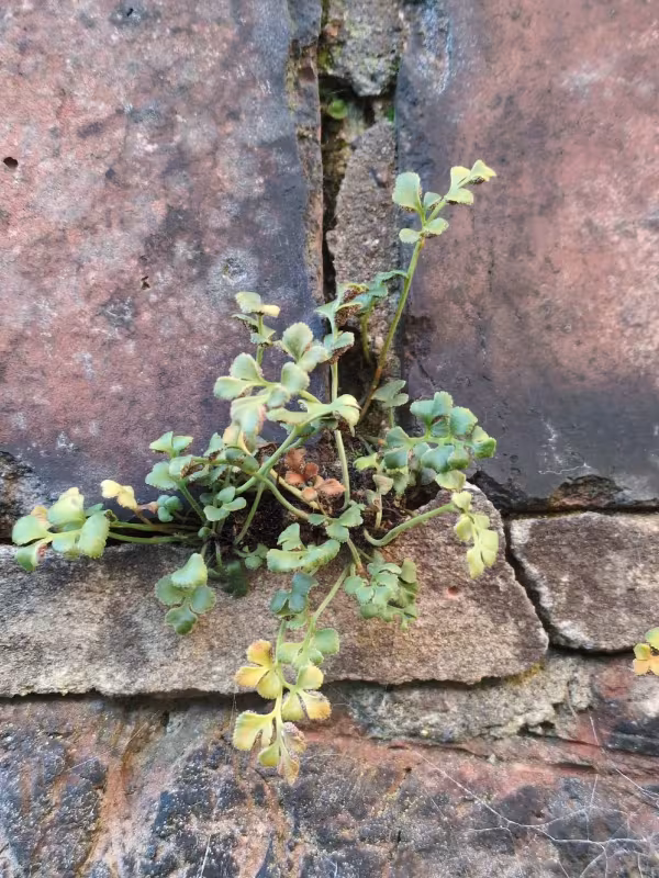 Rustyback fern