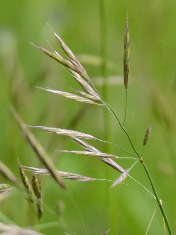 Meadow brome