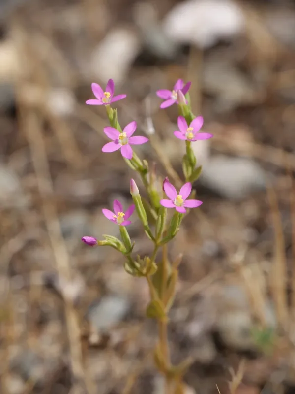 Centaurium pulchellum