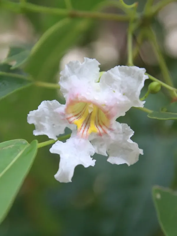 Antillean catalpa