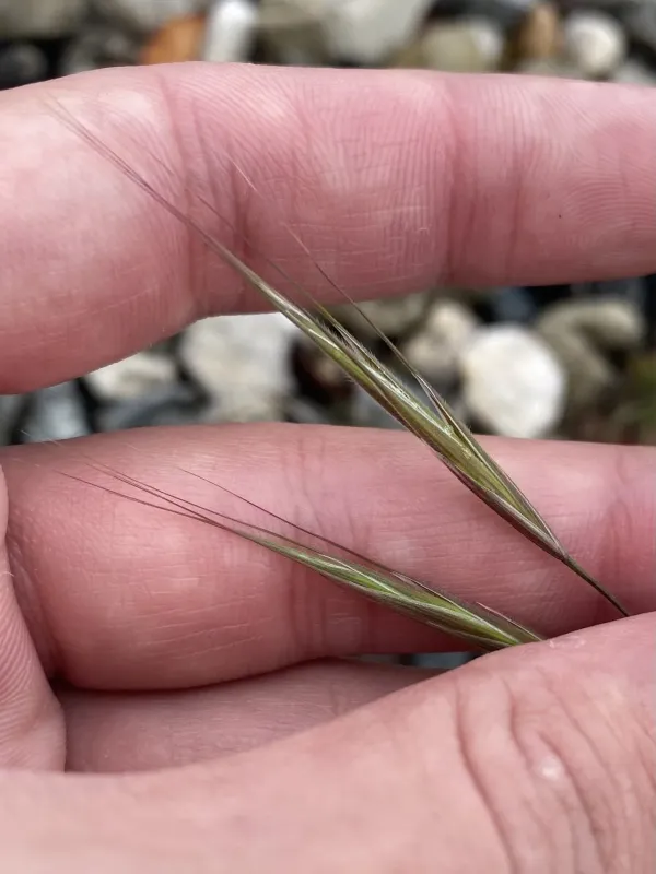 Barren brome