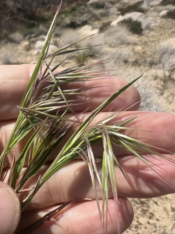 Cheatgrass