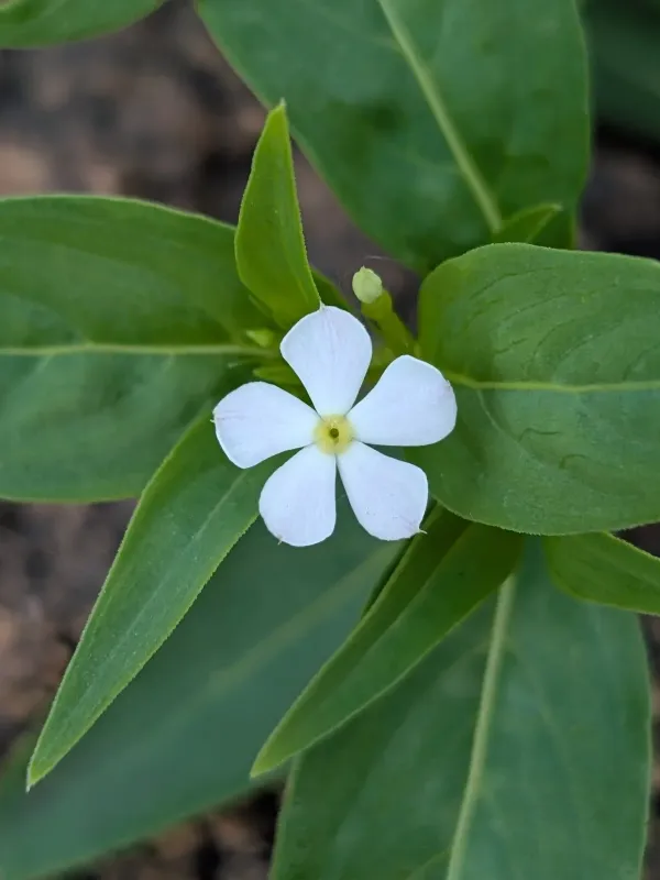 Catharanthus pusillus