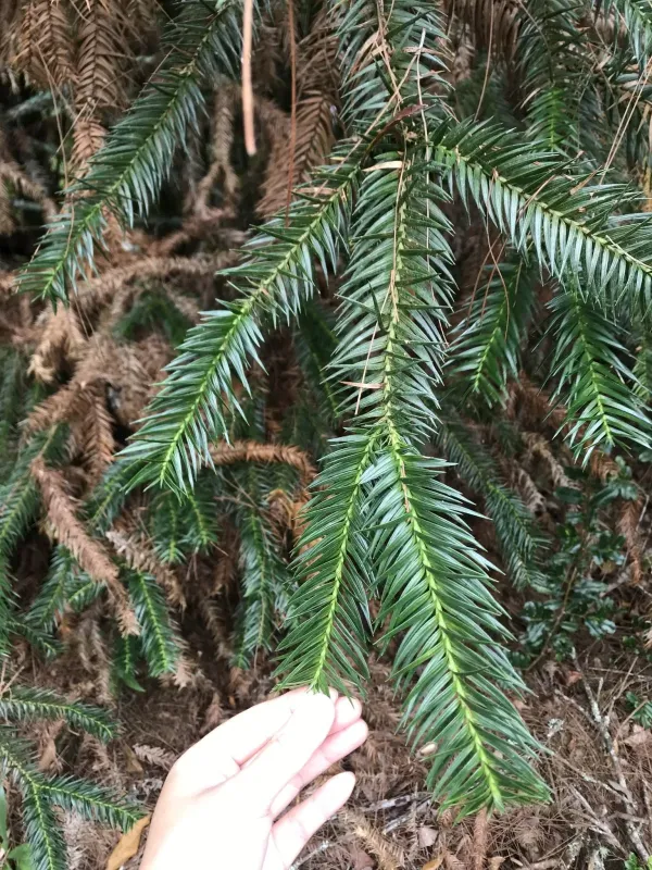 Cunninghamia konishii