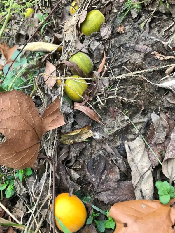 Cucumis callosus