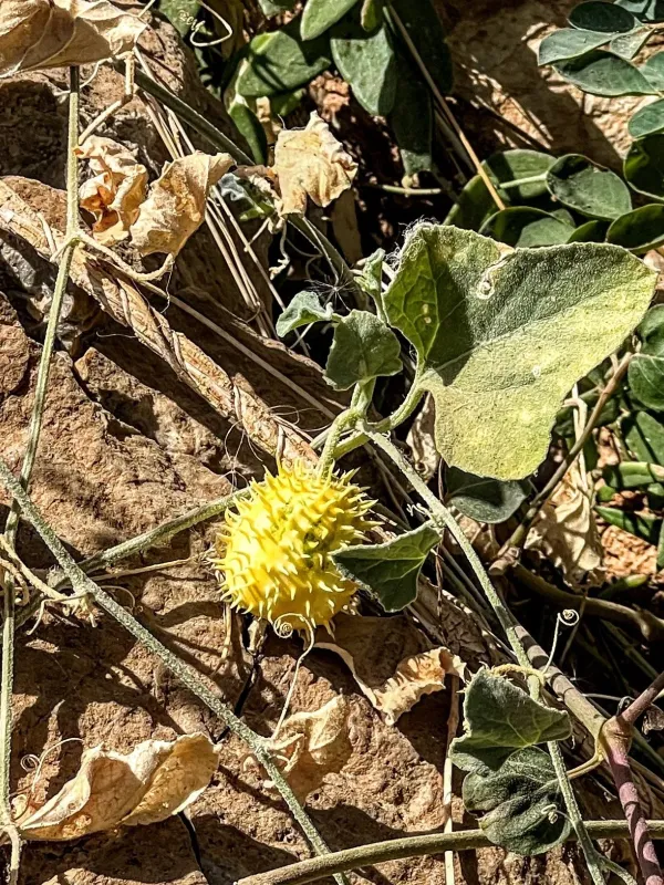 Prophet's cucumber