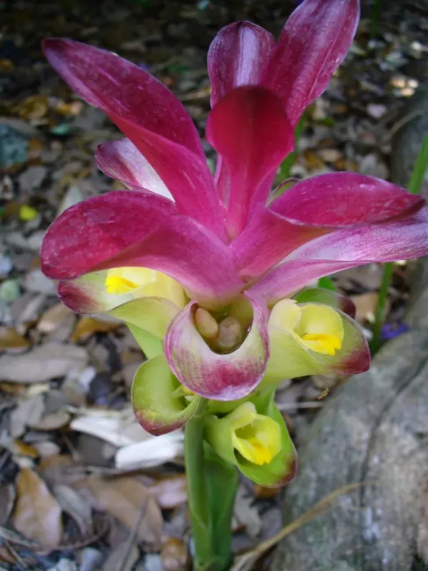 White turmeric