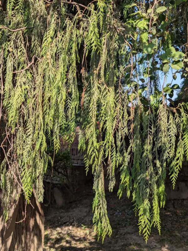 Kashmir cypress