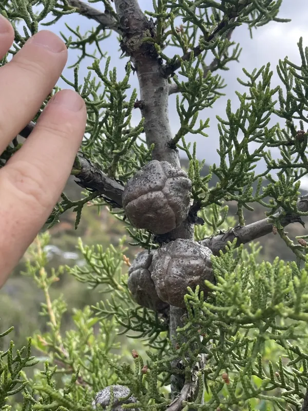 Forbes cypress