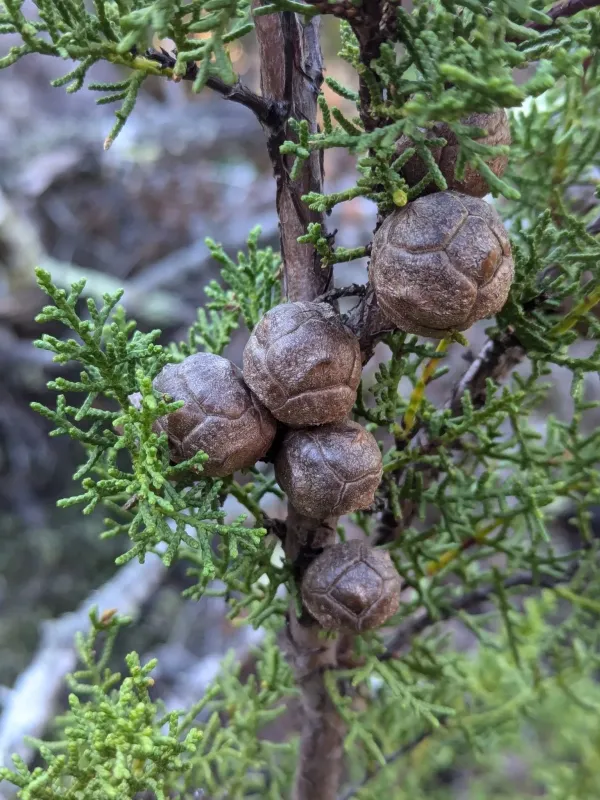 Goven cypress