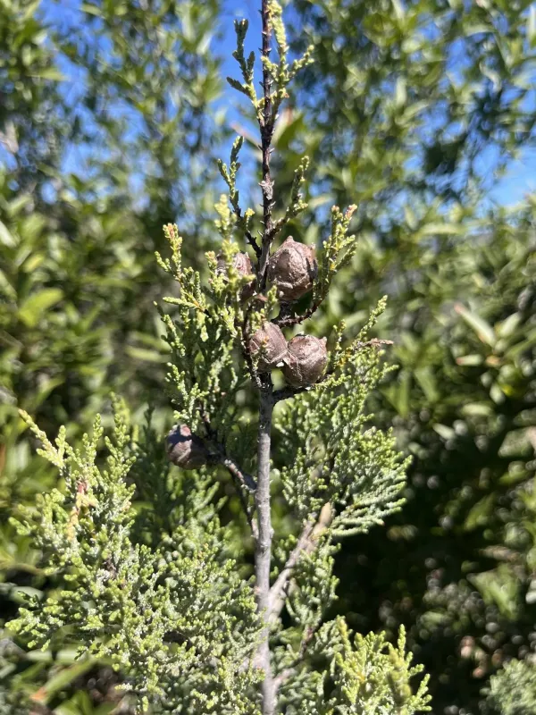 Macnab cypress