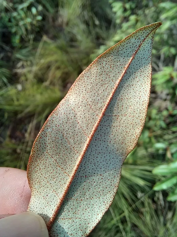 Croton gratissimus