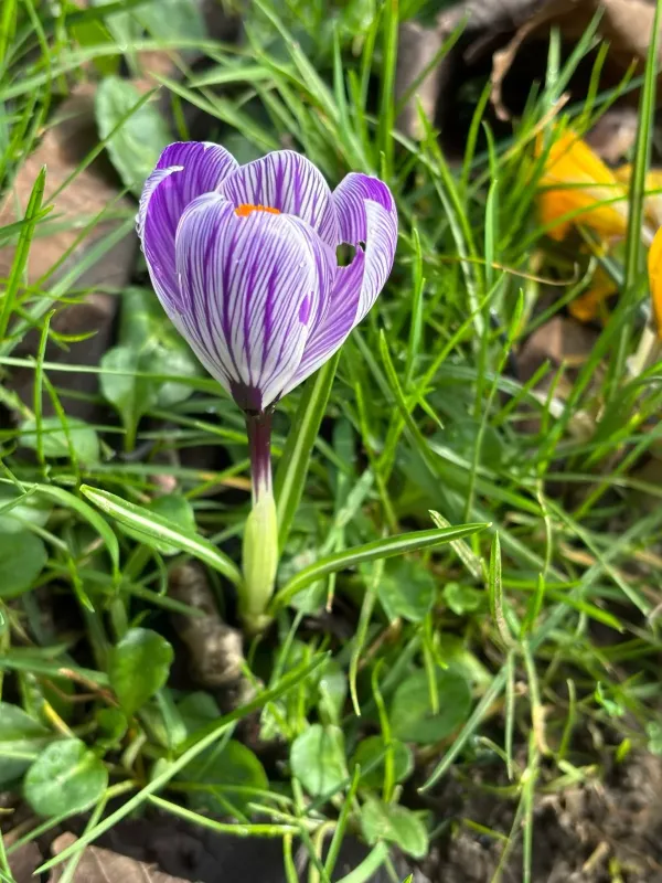 Neapolitan crocus