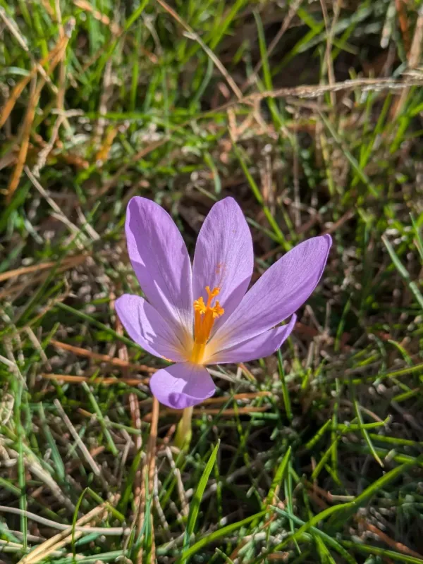 Late crocus