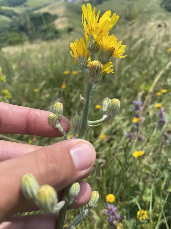 Hungarian hawksbeard