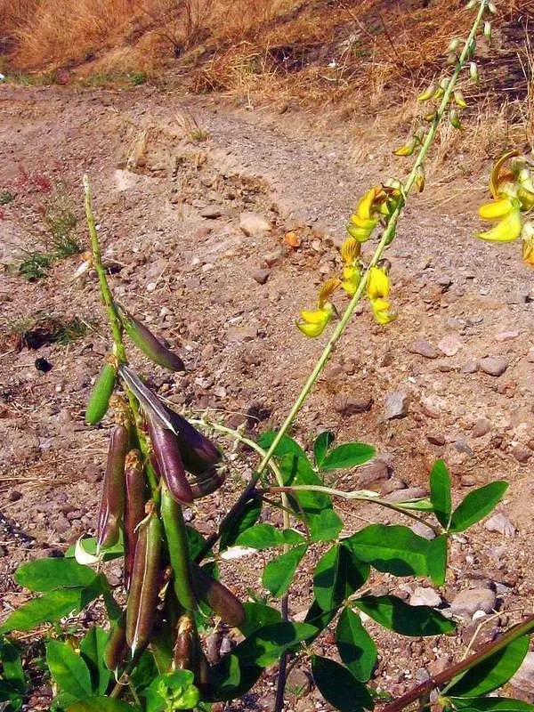 Кроталярія довгоносикова