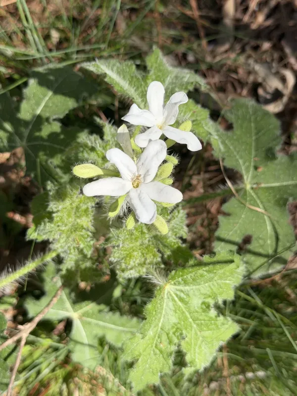 Texas bull-nettle