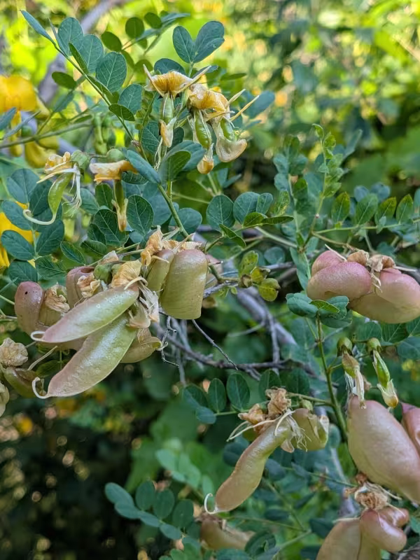 Colutea cilicica
