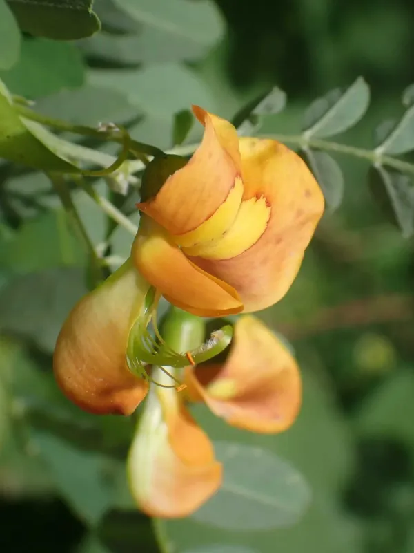 Bladder senna