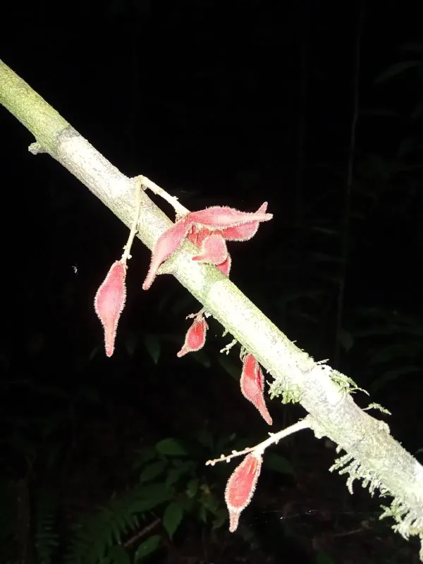 Cnestis corniculata