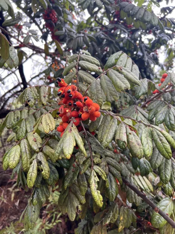Cnestis polyphylla