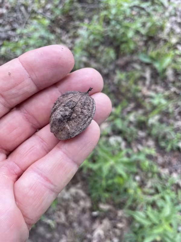 Water hickory