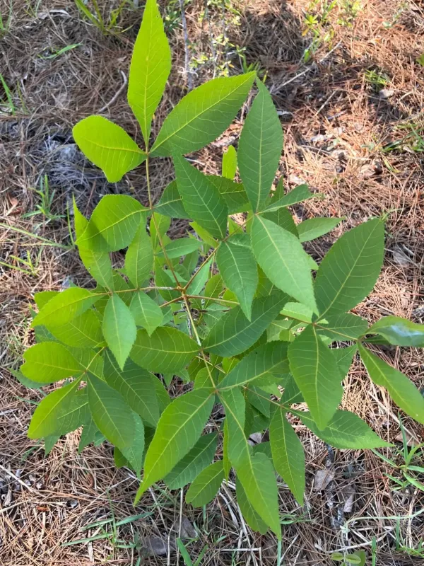 Scrub hickory