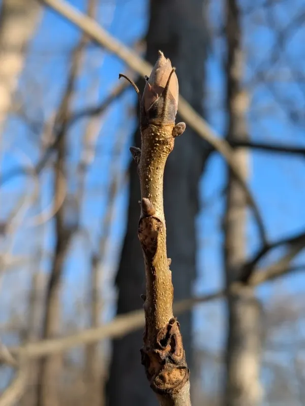 Shellbark hickory
