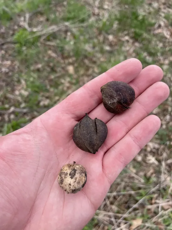 Carya ovalis