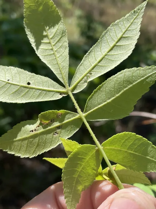 Sand hickory
