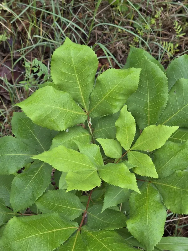 Black hickory