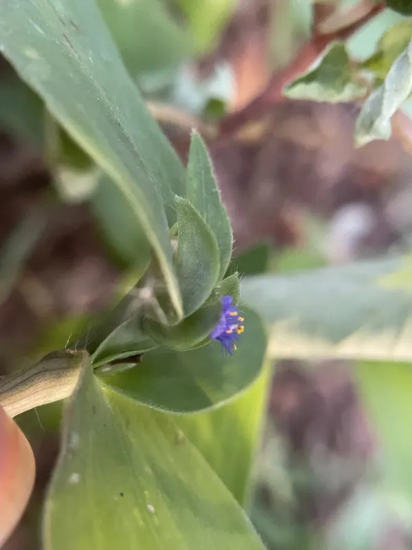 Cyanotis papilionacea