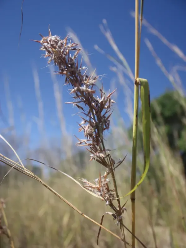 Giant lemongrass