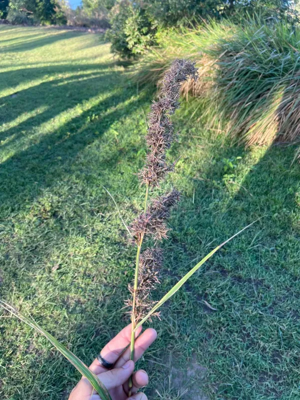 Cymbopogon validus