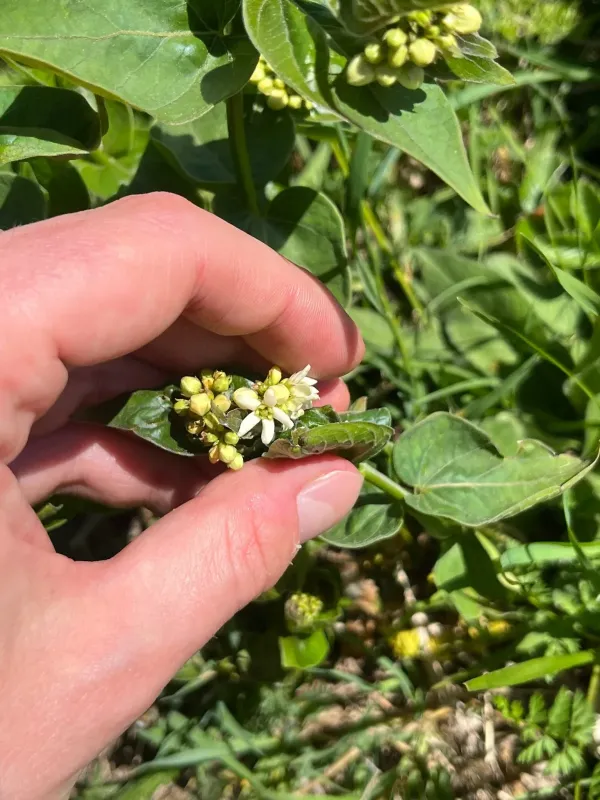 Swallow-wort