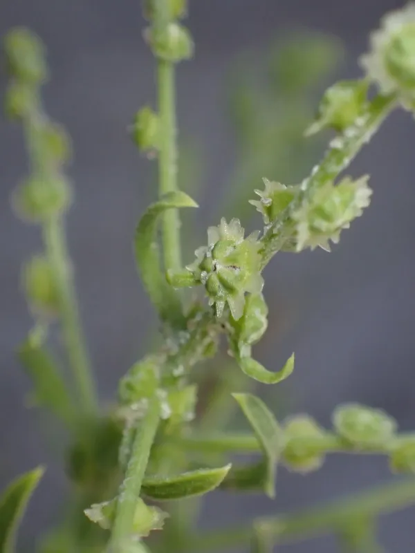 Dysphania atriplicifolia