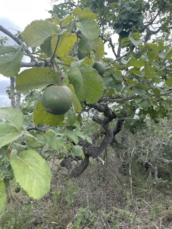 Pequi