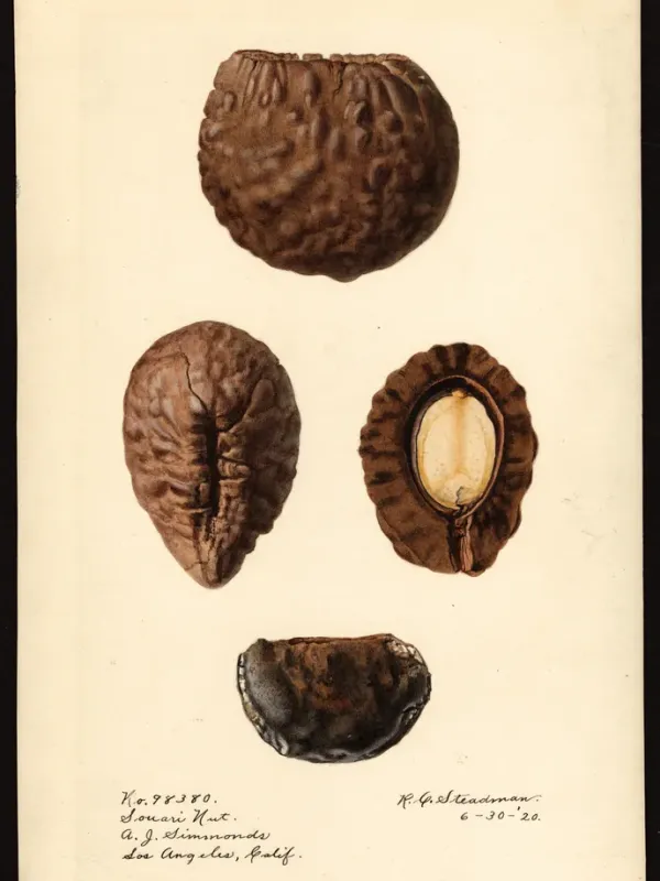 Caryocar nuciferum