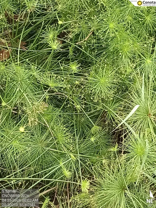 Cyperus prolifer