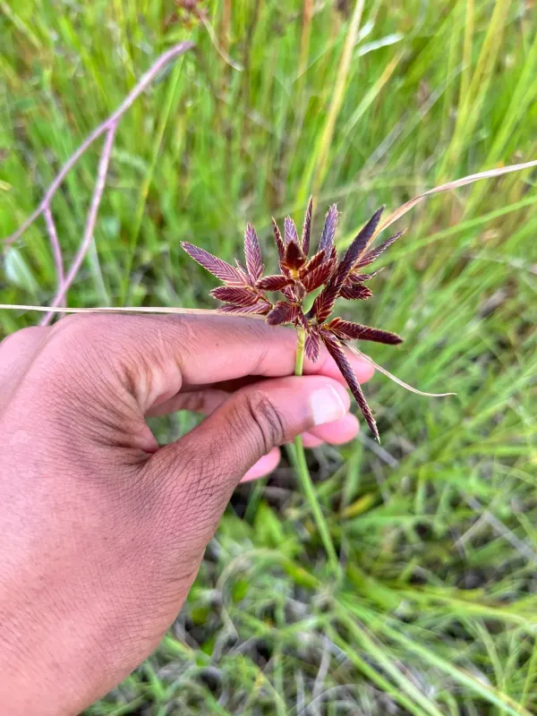 Shining flatsedge