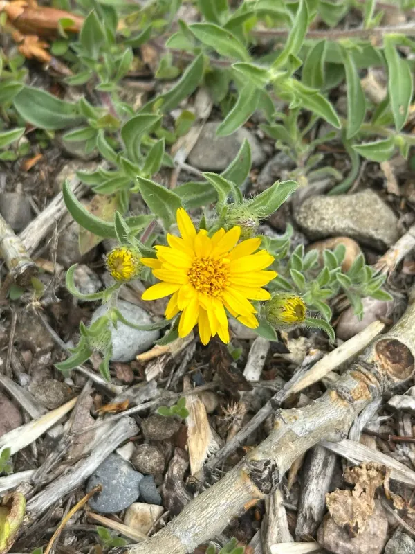Hairy goldenaster